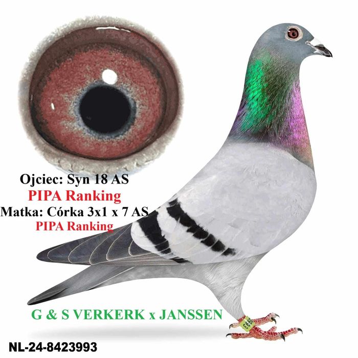Gołębie pocztowe młode 2025 G. & S Verkerk - Gebr. Janssen