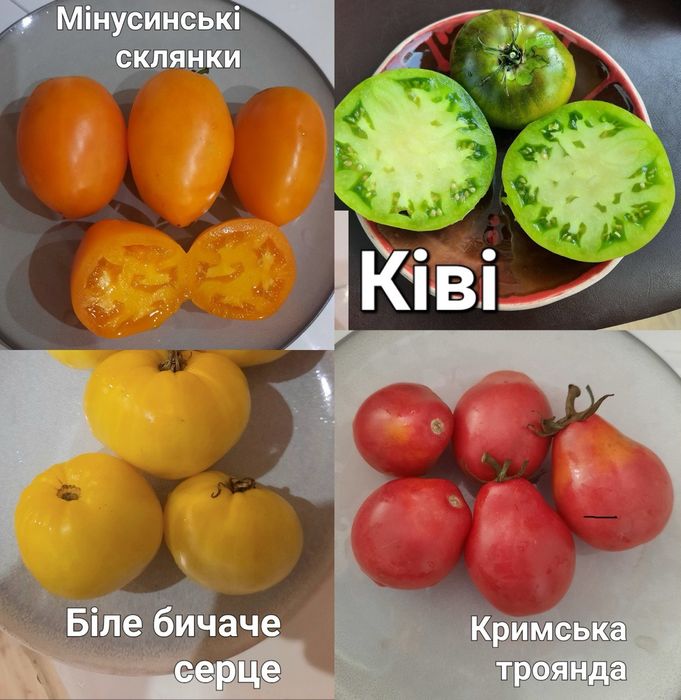 Насіння томатів.Пьенноло Везувіо. Коктейльні томати.