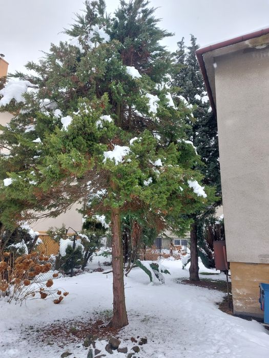 Oddam Drzewa w zamian za wycięcie