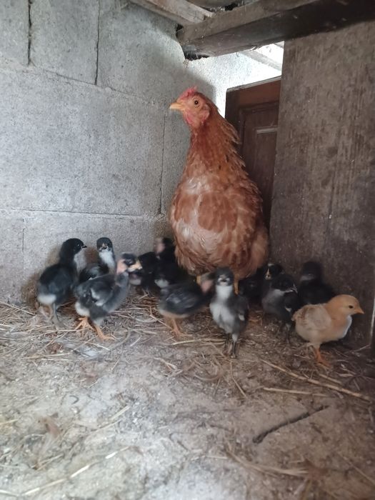 Pintos pedres e preta lusitânica