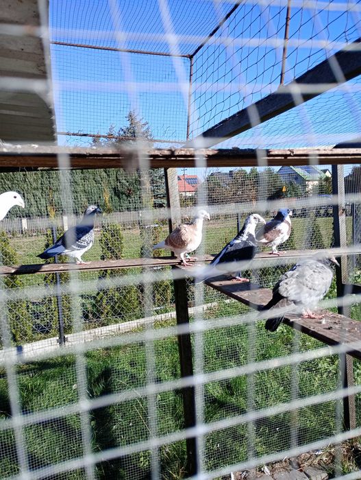 Gołębie Staropolskie