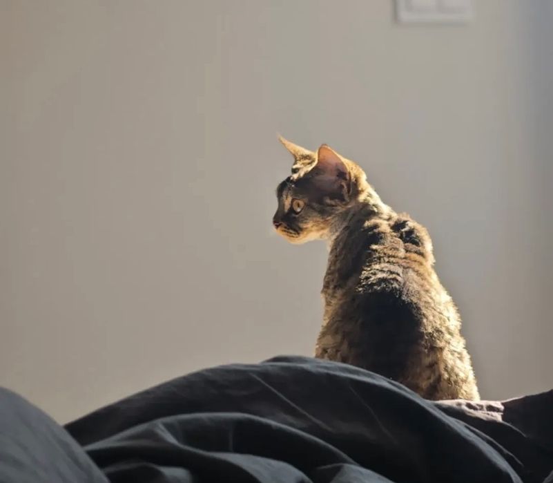 Devon Rex  bebê branco