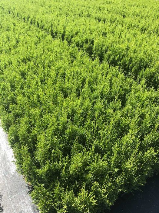 tuja szmaragd P9 50 cm sadzonka premium!!!