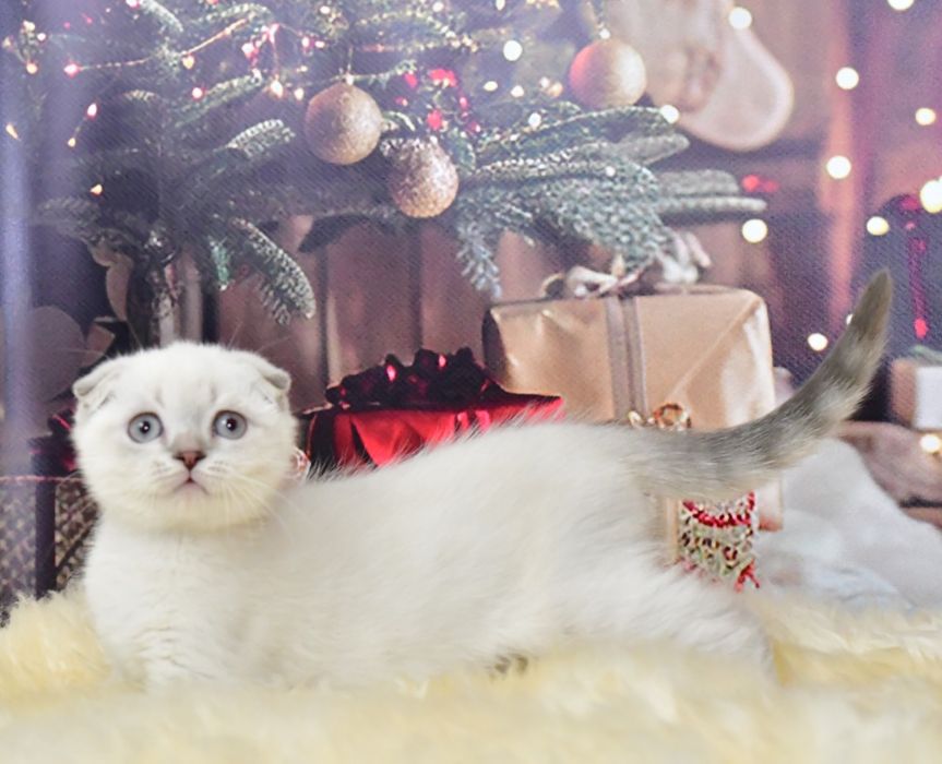 Шотландский мальчик