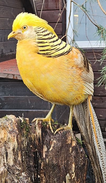 Jaja lęgowe bażant bananowy