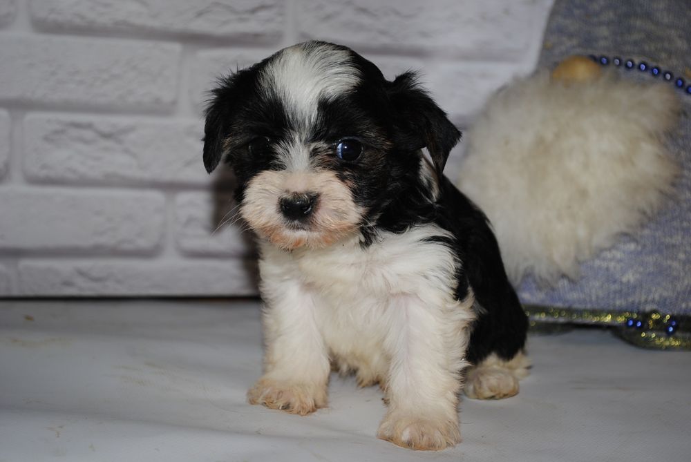 Чорно/біл міні хлопчик шукає люблячу родину