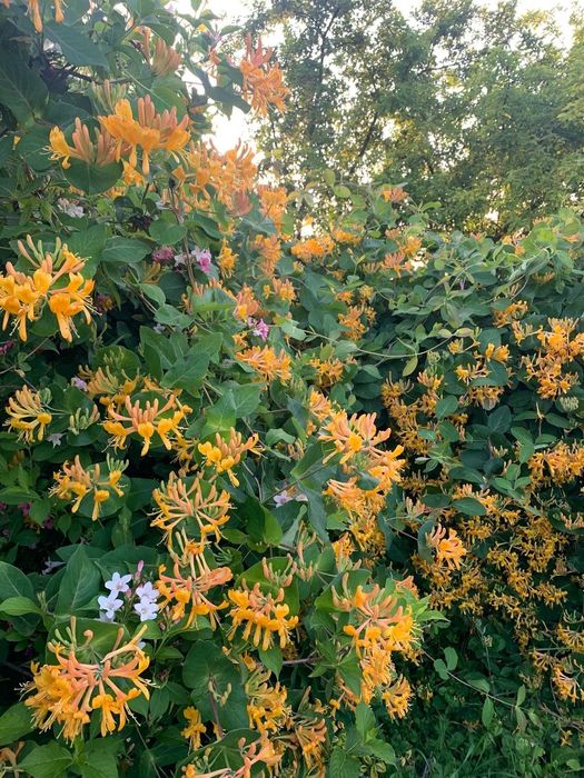 Жимолость Тельмана