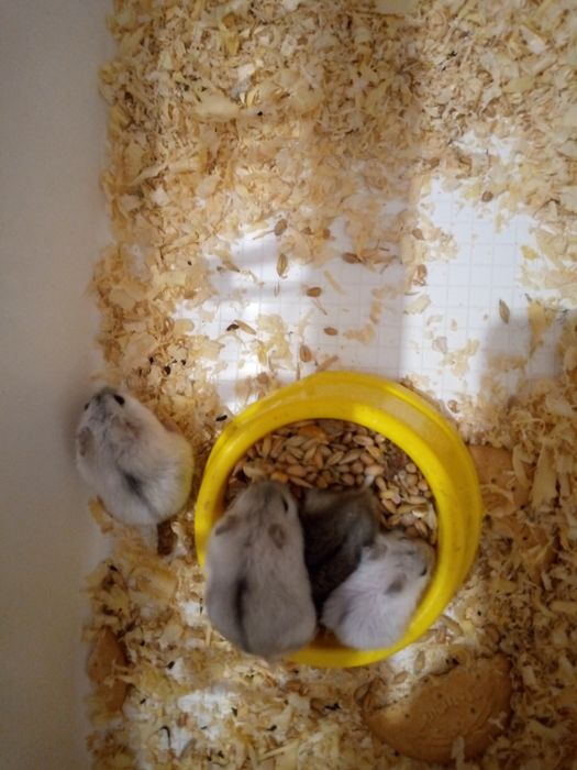 Хомячки Кременчуг