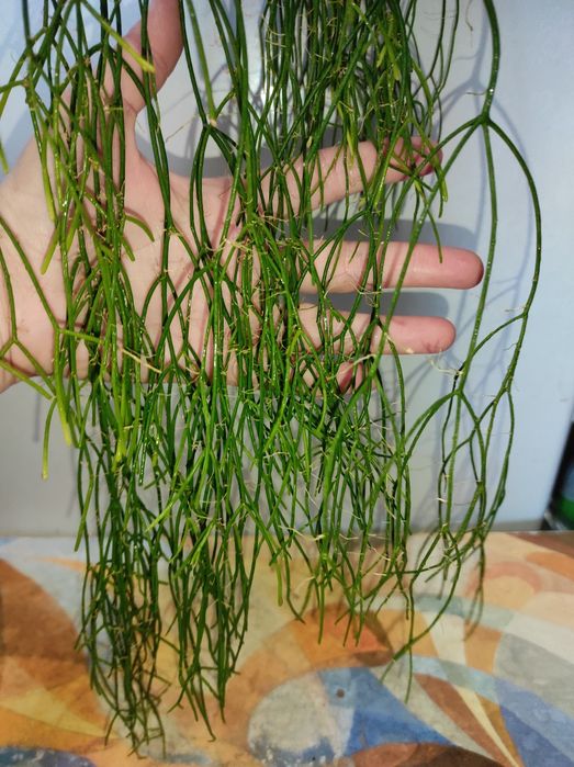 Продам ріпсаліс 450 грн