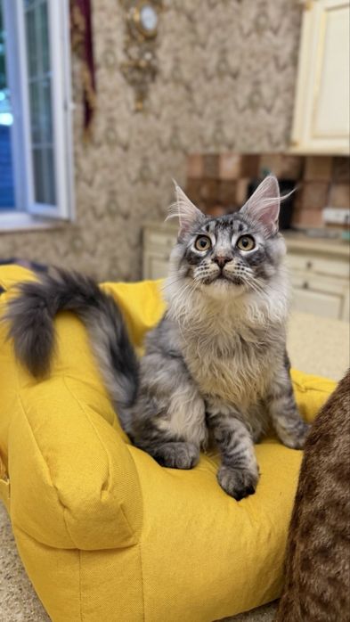 Мейн Кун - Black Silver Classic Tabby