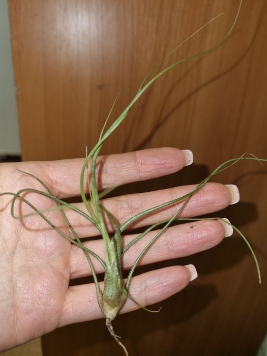 Тилландсия криптантус