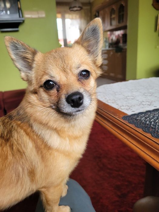 Chihuahua dziewczynka