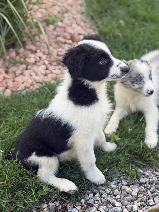 Czarno biała suczka border collie