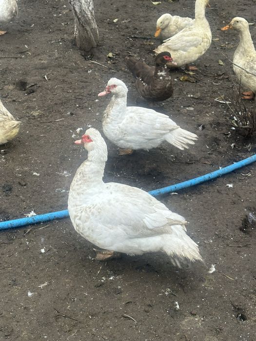 Продам Індокачки