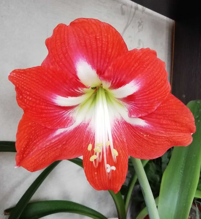 Кімната рослина. Гіпеаструм червоного кольору