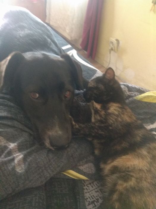 Шукаю собачку для в'язки