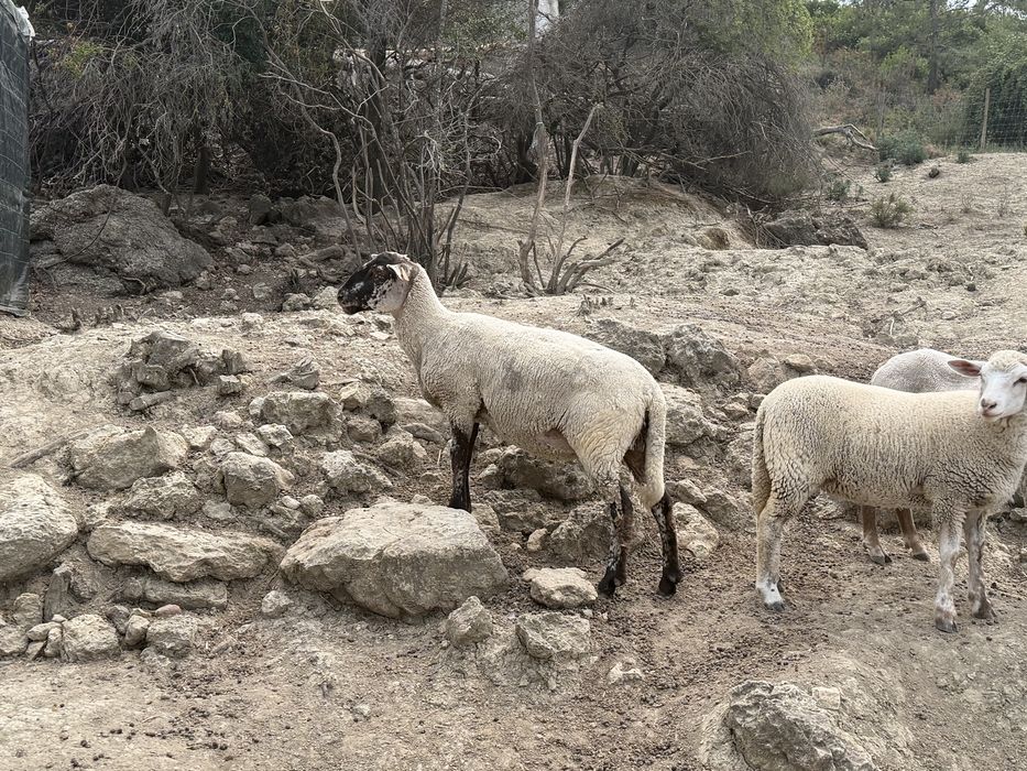Ovelhas, cabras, cabritos, borregas