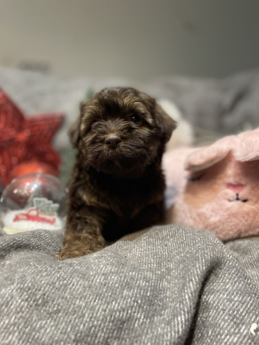 Aria- słodka dziewczynka