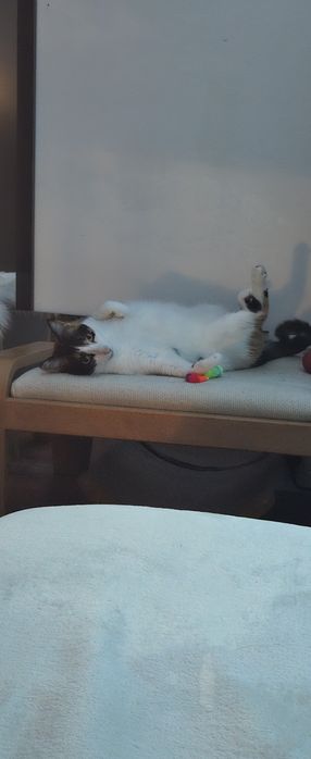 Pet Sitting de Confiança – Cuido do seu patudo com amor e segurança – Disponível já!