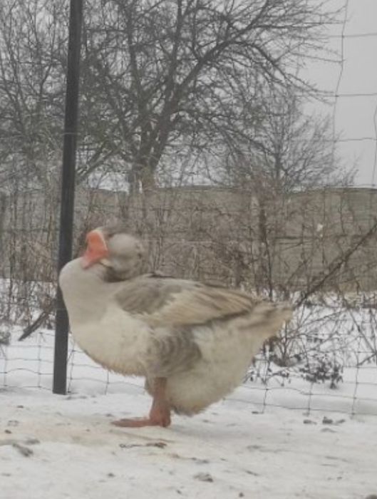 Chołmogory jaja legowe