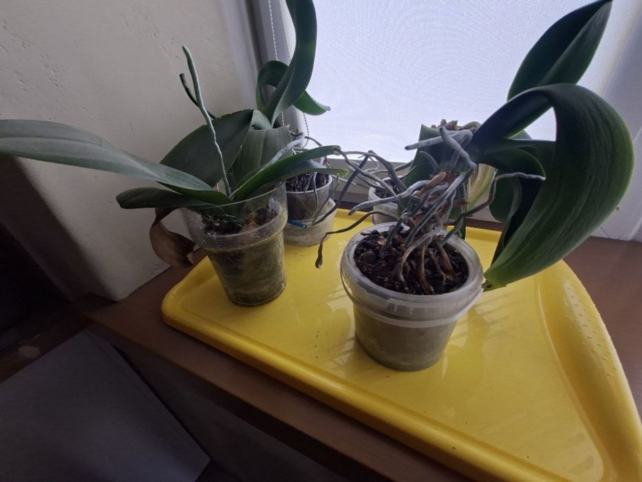 Агави різни розмірів