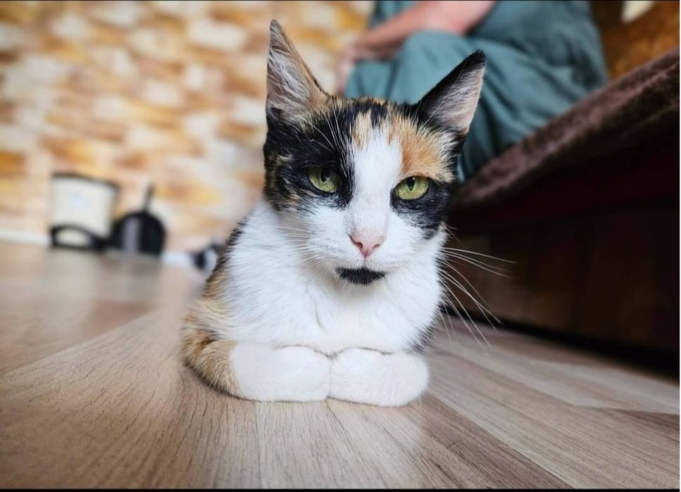 Piękna trikolorka Carmen czeka na dom