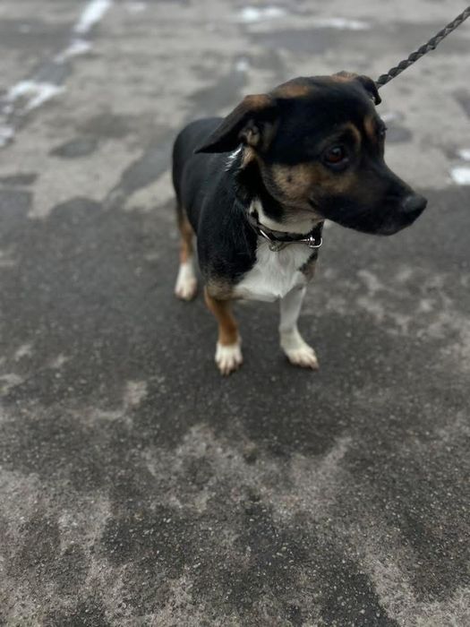 Добрый мальчик Патрон отдам в семью