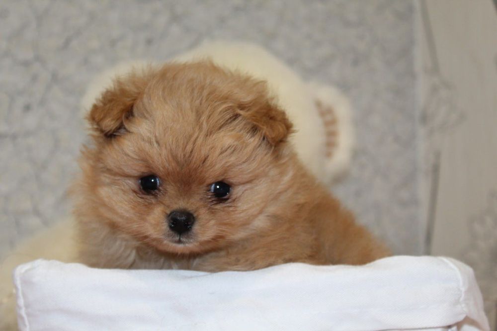 Бомба міні шпіцулі