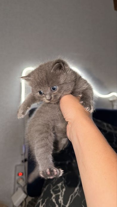 Отдам даром котят