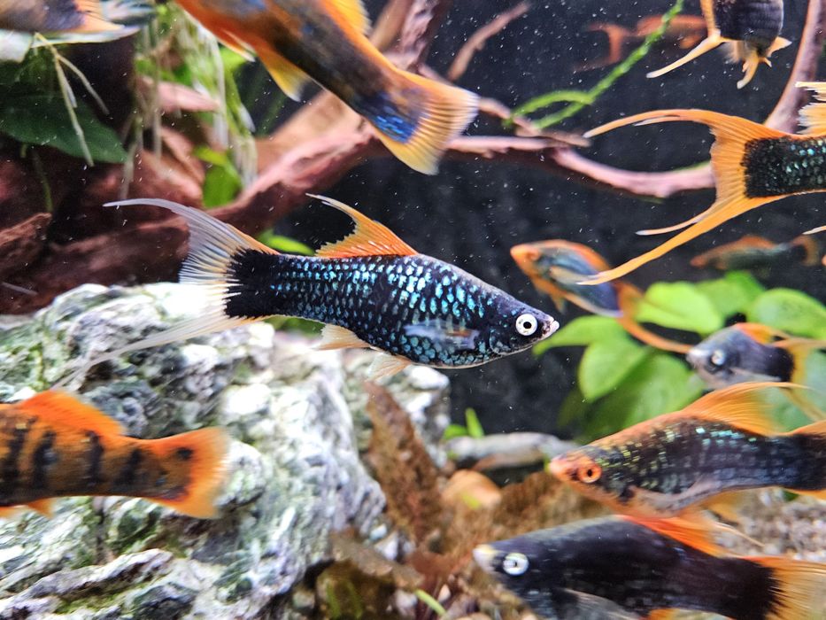 Mieczyk odmiana lira Hamburg, Tuxedo l