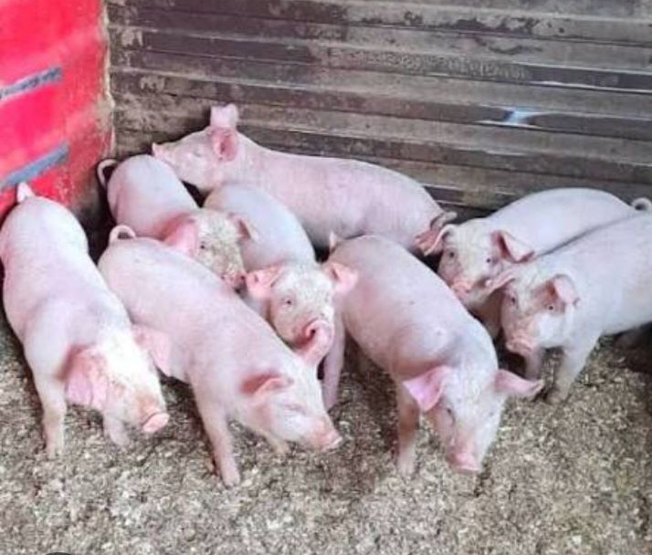 Продам поросят  ландрас