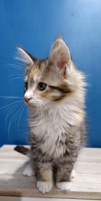 Srebrna szylkretowa kotka Maine coon