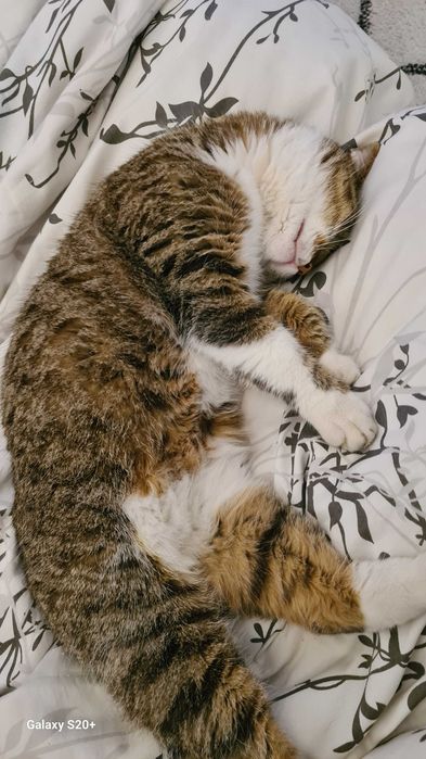 Маленькая кошка. БЕСПЛАТНО