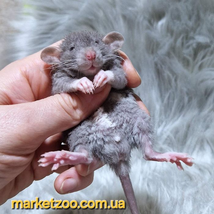 Супер шикарний малюк кучерявий Дамбо рекс шикарний крысы,крысята,криси