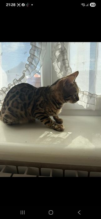 Продам Бенгала кішку 5 місяців