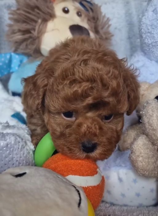 Той пудель . шикарний карапуз