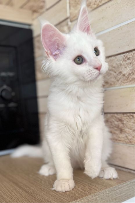 Продам котенка мейн-кун, белую девочку( гентесты )