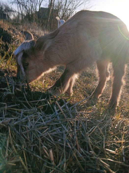 Продам чарівних  козенят