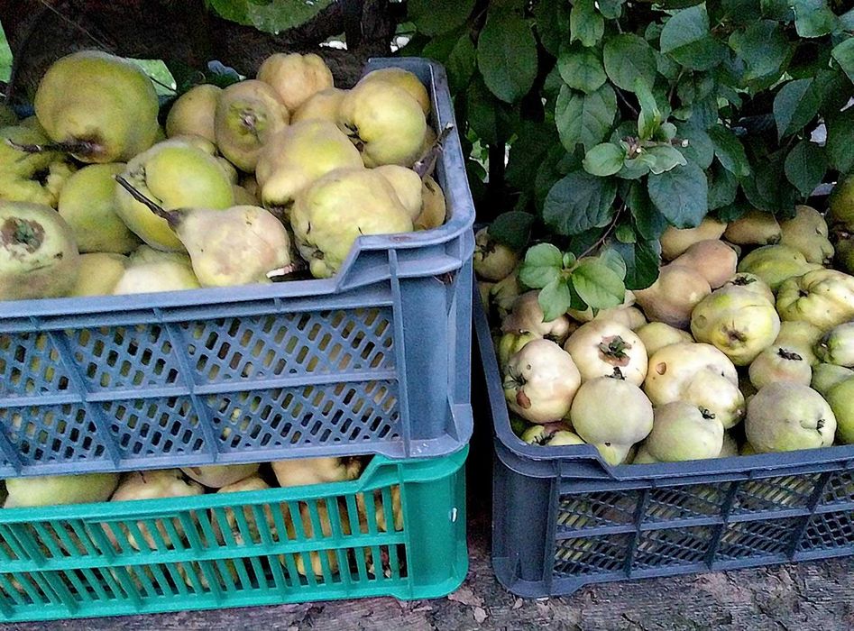 Pigwa owoce duża ilość 1kg - 7zł