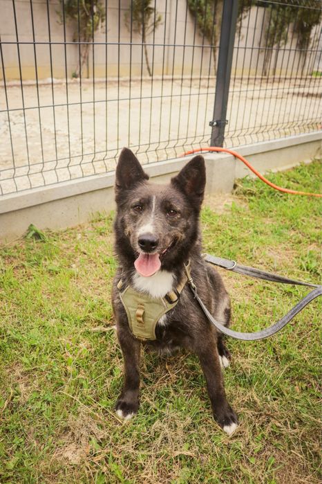 Sali pilnie potrzebuje domu