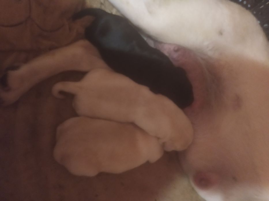 Чистокровні лабрадори .