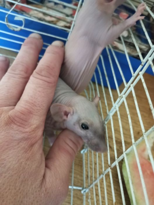 КрысьиДетки#ИщутЛюдейДляЛюбви#СфинксыСимбиоты#