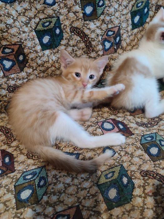 Отдам котят в хорошие руки