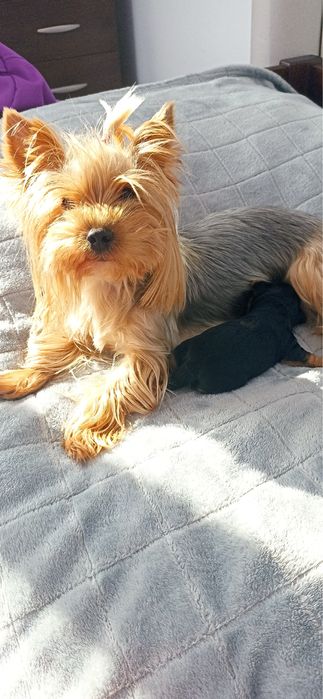 Хлопчик йоркопу