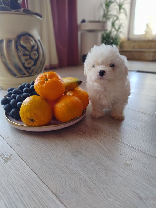 Міні мальтійська болонка мальтезеьтезе