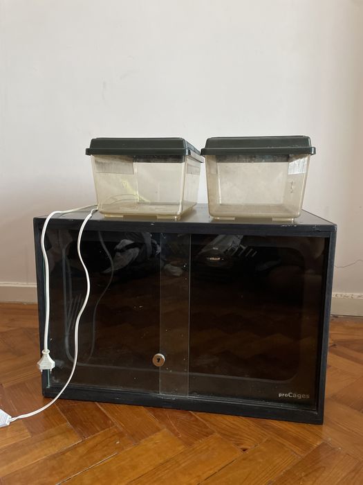 Terrários com luz UV e IV