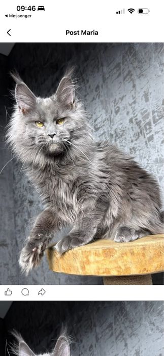 Maine Coon kocurek polidactyl