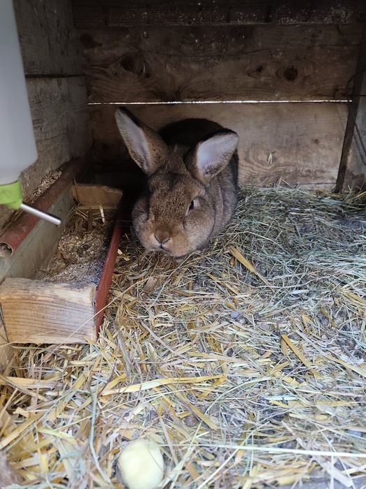 Króliki rasy   , WS,NC, samce.