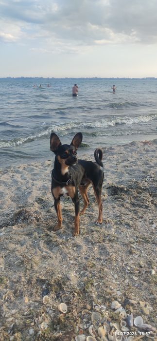 Вязка той терьер