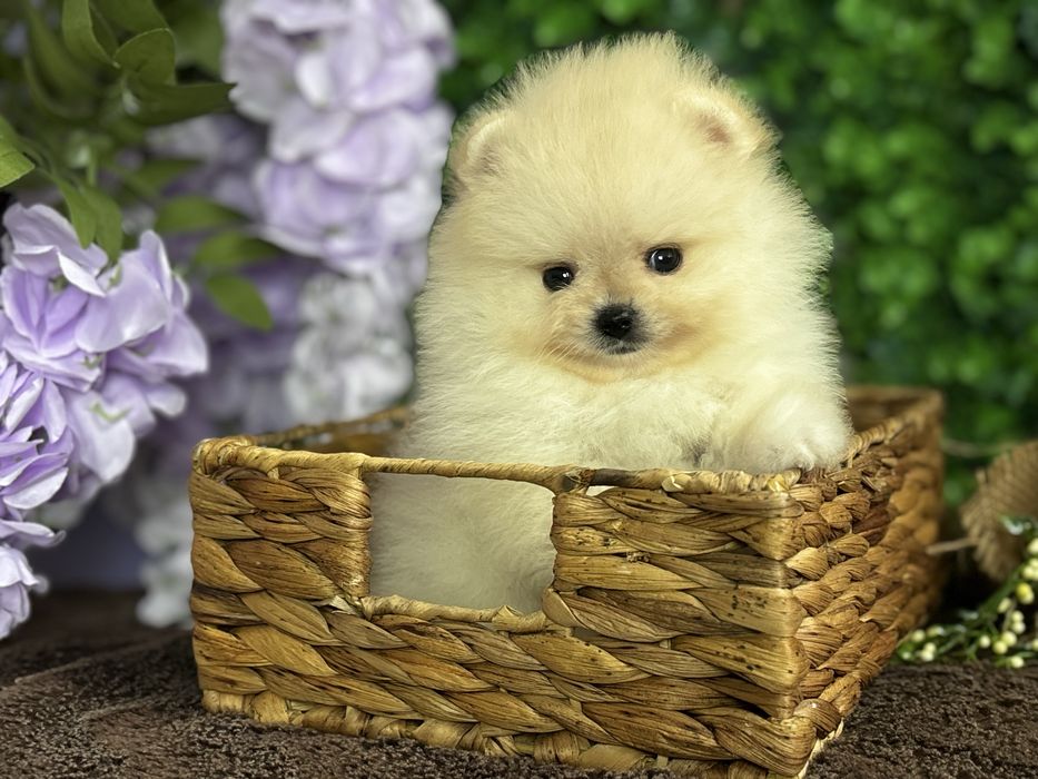 Міні дівчинка крем